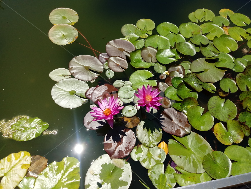 수련,다년생초본식물,수생식물,이판화,쌍자엽식물,자우련,waterlily