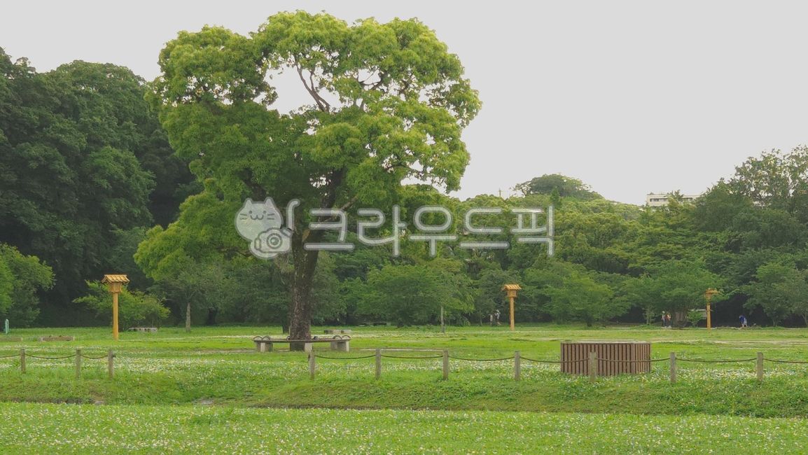 공원,후쿠오카,일본,오호리공원,여름,나무,초록색