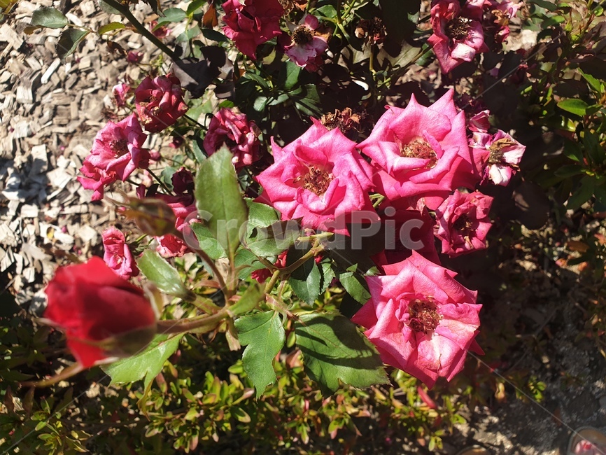 장미,꽃밭,핑크장미,flower,rose,봄