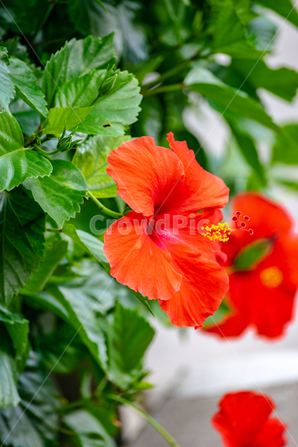 히비스커스,꽃,hibiscus,하와이무궁화,잎,식물,plant,nature,자연