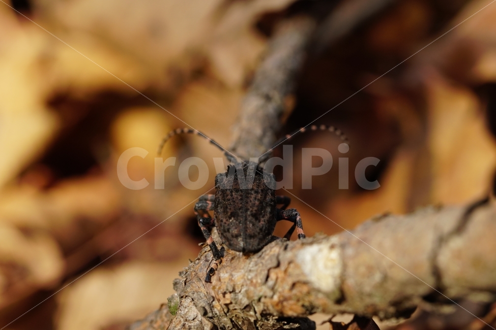털두꺼비하늘소,곤충,자연,산,나무,식물,낙엽,이파리,벌레,insect,nature,동물,animal털두꺼비하늘소,animal,macro,접사,closeup,클로즈업,산속,숲속,산림,삼림,환경,plants,생명,풍경,landscape,snap,스냅,나뭇가지,동물,animal,곤충,벌레,insect,bug