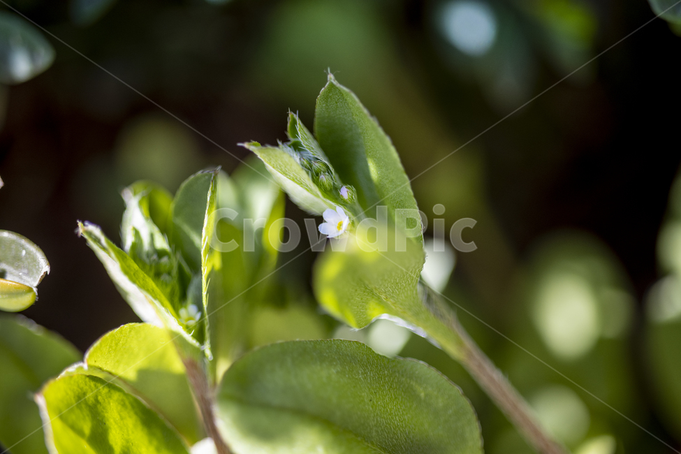 잡초,풀잎,자연,녹색,식물,줄기,꽃마리,꽃,잎,leaf,plant