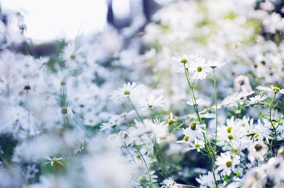 september,가을,들꽃,꽃,구절초,식물,자연,plants,nature,꽃,flower,감성,sensible,feeling