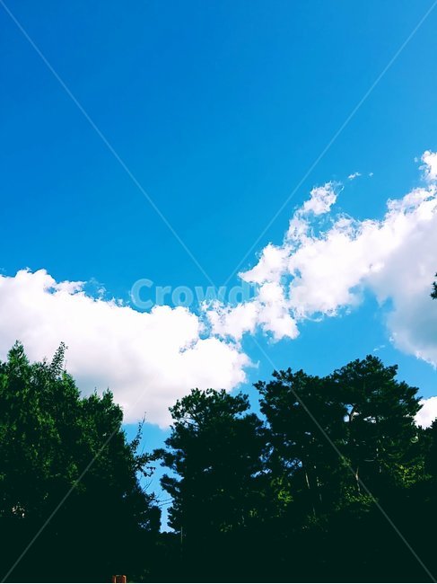 풍경,자연,하늘,구름,여름,나무,파랑,파란색,소라,자연,풍경,nature,landscape,outdoors,옥외,sky,azure sky,푸른 하늘