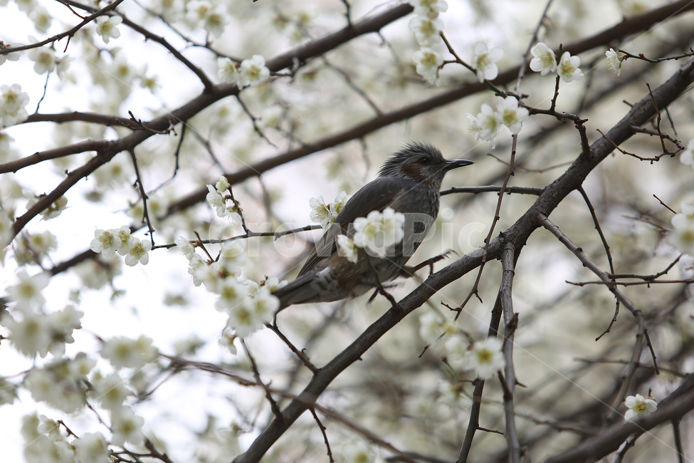새,꽃,봄,직박구리,bird,flower,spring,매화,blossom,봄,계절,spring,season,식물,자연,plants,nature,꽃,flower,동물,animal,조류,새,birds