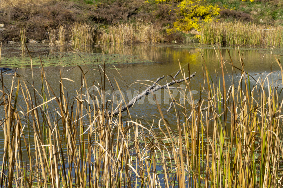 분수,호수,수풀,공원,야외,가을,자연,풍경,nature,landscape,plant,식물,grass,잔디,outdoors,옥외,land,땅,water,물