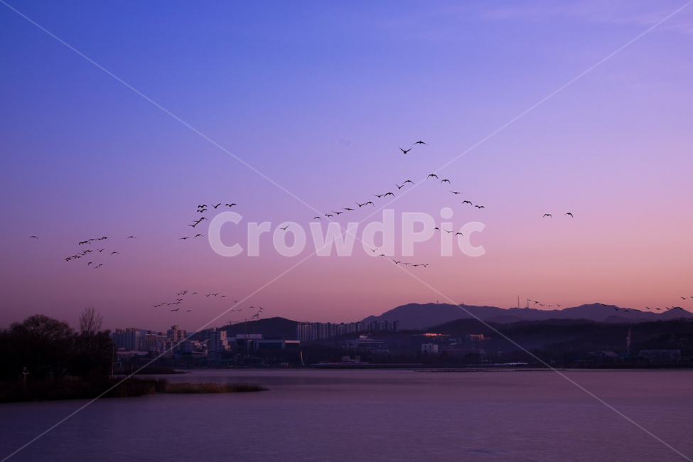 새,조류,동물,겨울철새,철새,이동,비행,새벽,여명,하늘,도시,풍경,city,landscape,animal,bird