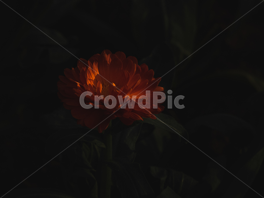 plant,식물,꽃,flower,blossom,봄,감성사진
