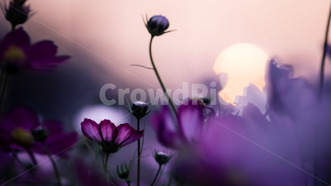 꽃,식물,코스모스,flower,plant,cosmos,일출,매직아워,sunset,magichour,가을,fall,식물,자연,plants,nature,꽃,flower