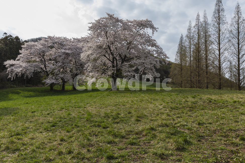 벚꽃,꽃,목장,초원,봄,spring,outdoor,background,green,flower,blossom,cherry,garden,countryside,farm,pasture,dreamlike,beautiful