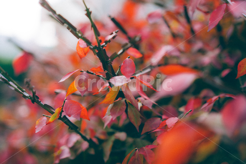 계절,가을,단풍,나무,관목,가을,계절,fall,autumn,season,자연,풍경,nature,landscape,leaf,잎,plant,식물