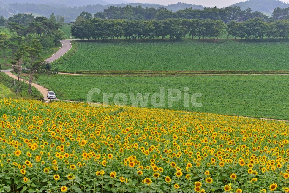 flower,sprout,새싹,bud,싹,blossom,꽃,plant,식물,해바라기,해바라기꽃,고창,학원농장,해바라기밭,길,자연,풍경,nature,landscape