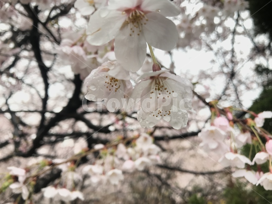 꽃,벚꽃,blossom,cherryblossom,아침꽃,이슬비