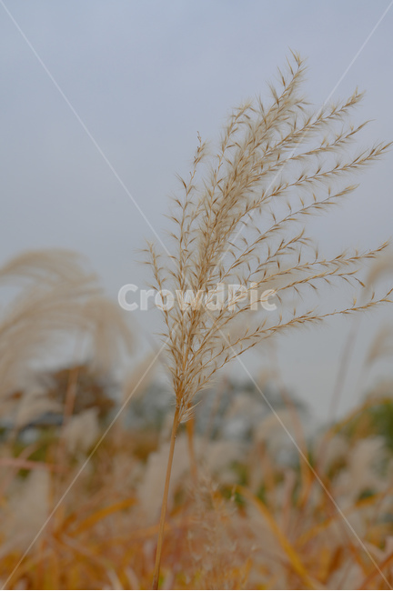 하늘공원,난지도,갈대,식물,바람,가을,계절,fall,autumn,season