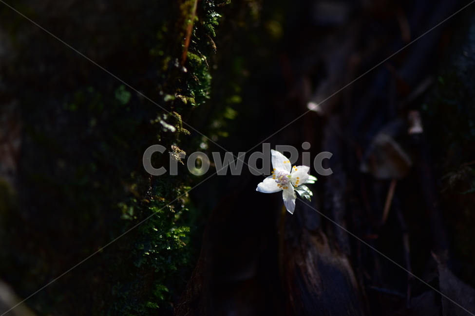 너도바람꽃,야생화,봄,꽃,풀꽃,자연,식물,식생,감성,힐링,plants,nature,spring,season,flower,emotion,feeling,흰색,초본,너도바람꽃속