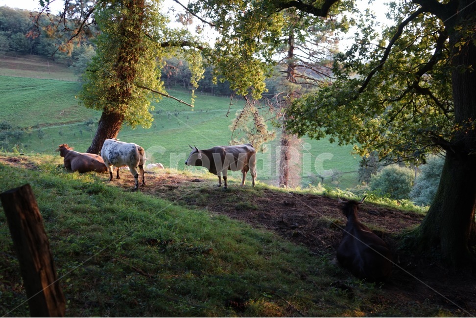 가축,소,자연,동물,포유류,animal,cattle,cow,nature,동물,animal,포유류,mammal