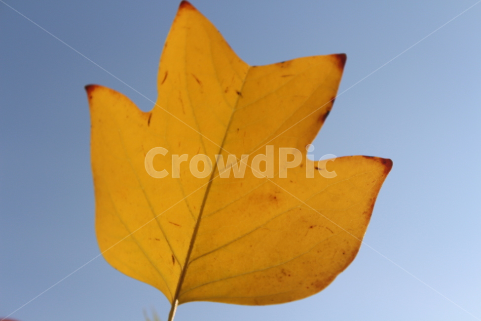 leaf,잎,plant,식물,yellow,가을,계절,fall,autumn,season,식물,자연,plants,nature