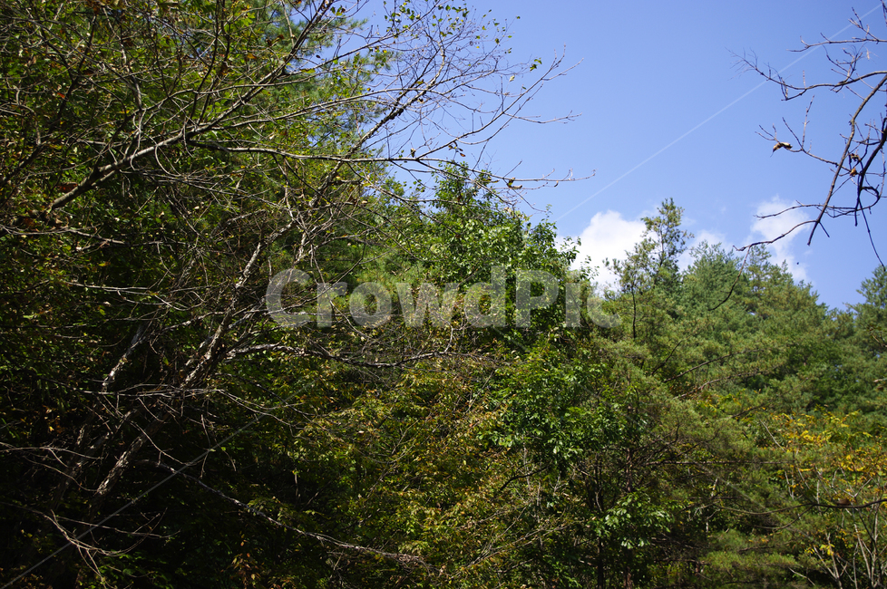 숲,나무,잎,식물,자연,자연,풍경,nature,landscape,tree,plant