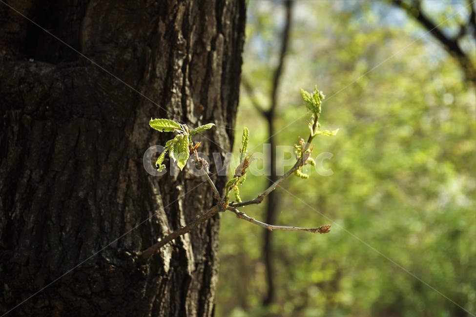 나무,숲,자연,plant,식물