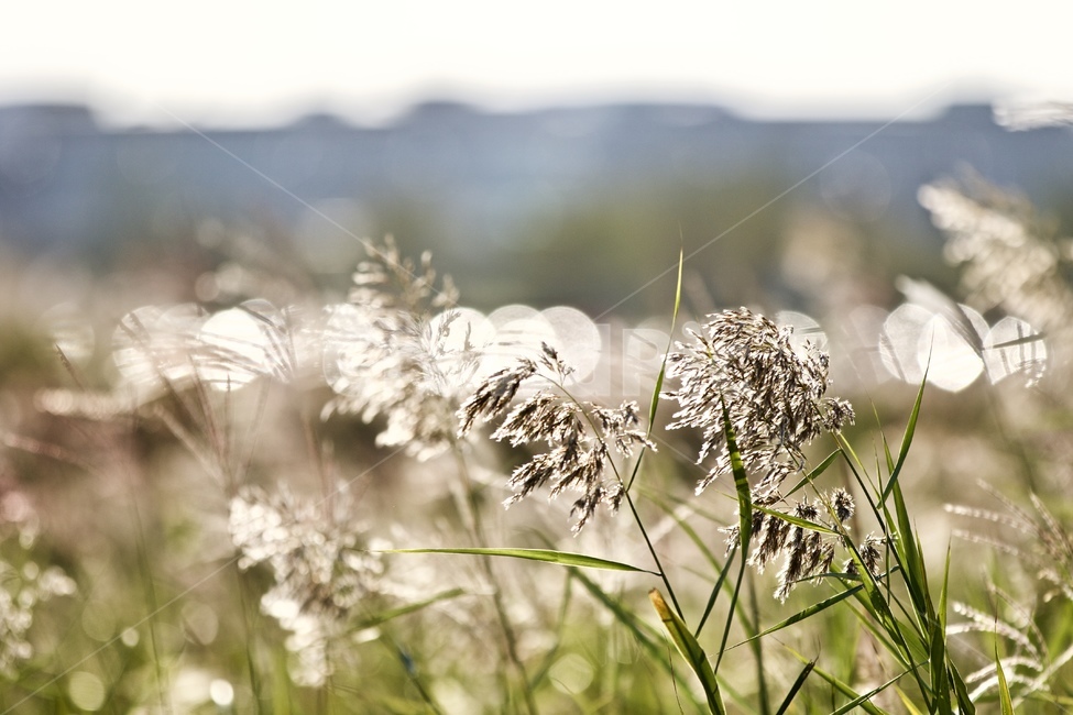 갈대,가을,자연,식물,갈대밭,하늘정원,식물,자연,plants,nature