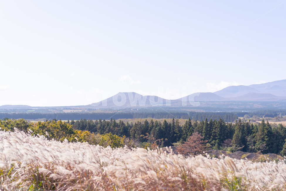 갈대,식물,plant,tree,나무,제주도,산굼부리,하늘,풍경,배경,가을,계절,fall,autumn,season,자연,풍경,nature,landscape,제주도,jeju,jeju island