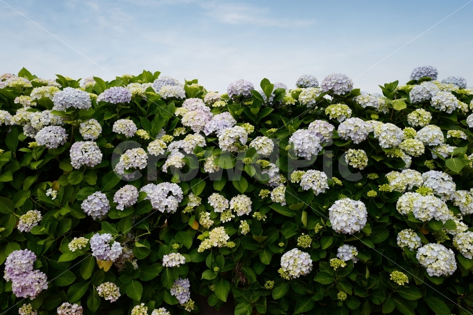 수국,수국길,꽃,식물,자연,식물,자연,plants,nature,꽃,flower