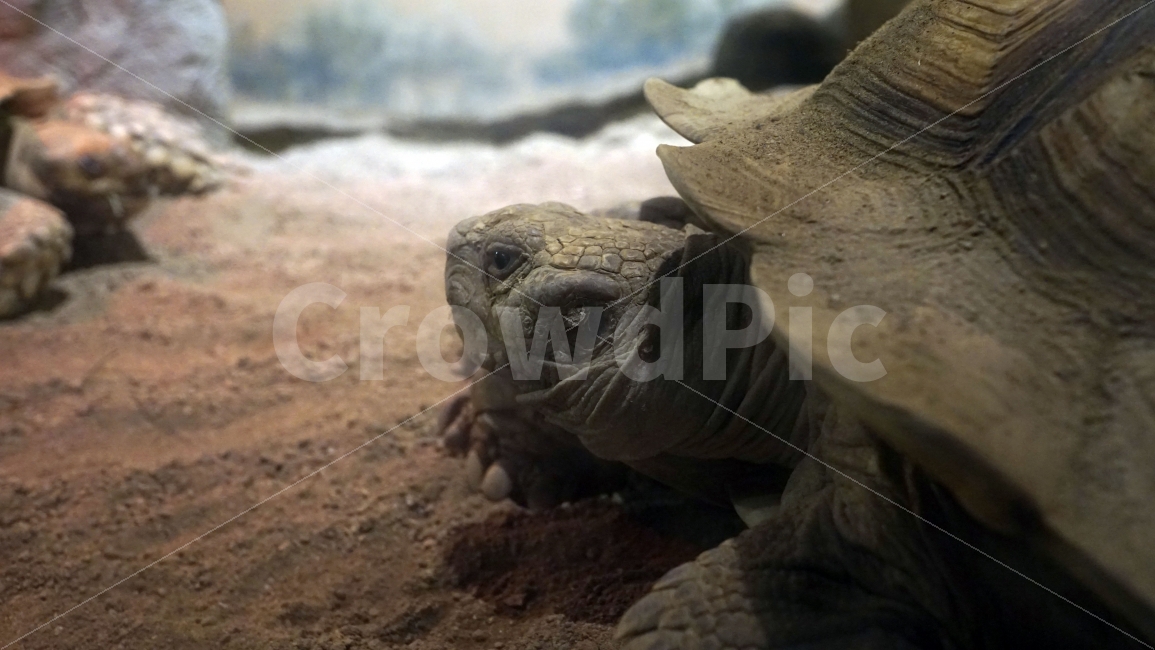 동물,거북이,파충류,양서류,포유류,turtle,tortoise,모래,흙,생태계,환경,수족관,아쿠아리움,animal,수중,생명,자연,nature,물결,동물,animal,파충류,양서류,reptile,amphibian