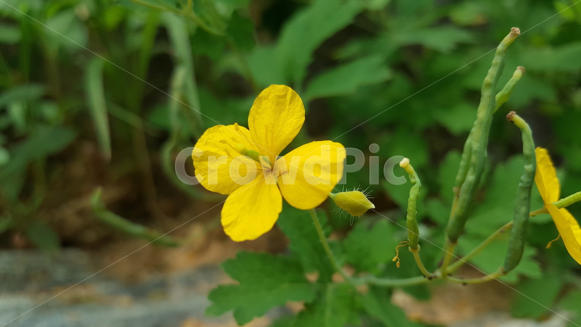 노란꽃,야생화,flower,yellow,꽃