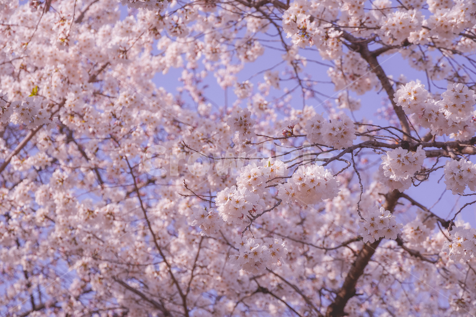 꽃,벚꽃,벚꽃놀이,색감,핑크,감성,꽃놀이,blossom,flower,plant,식물,color,pink