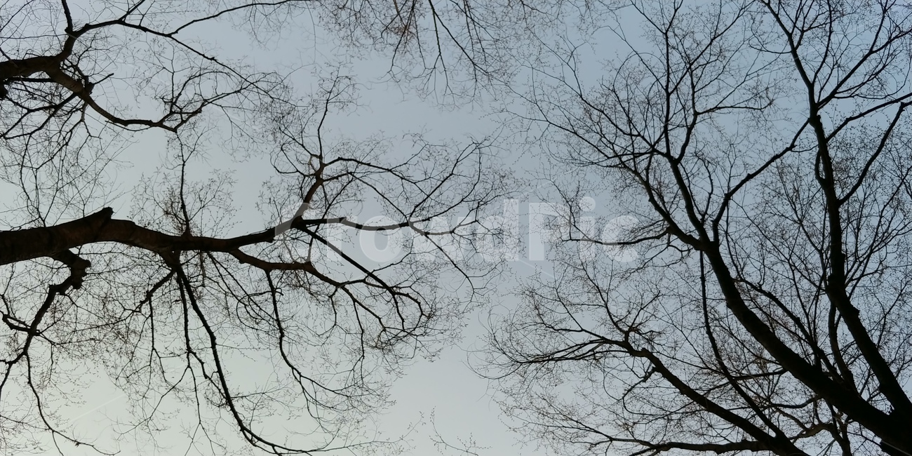 하늘,자연,나무,출근길,아침하늘,자연,풍경,nature,landscape,tree,plant,식물,tree trunk,나무 줄기
