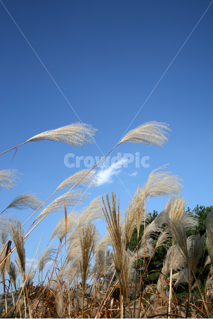 억새,하늘,구름,가을,바람,감성,가을,계절,fall,autumn,season,식물,자연,plants,nature,grass,잔디,plant,lawn
