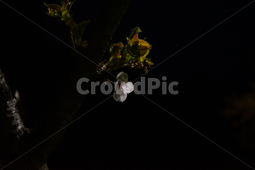 	벚꽃,야경,봄,꽃,벚꽃놀이,봄,계절,spring,season,식물,자연,plants,nature,꽃,flower,plant,blossom,acanthaceae,잔잔과