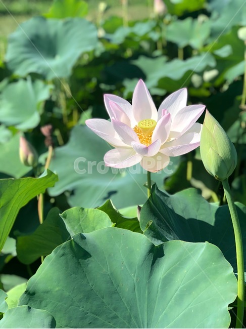 연꽃,활짝핀꽃,꽃,flower,lotus,흰색꽃,물위꽃