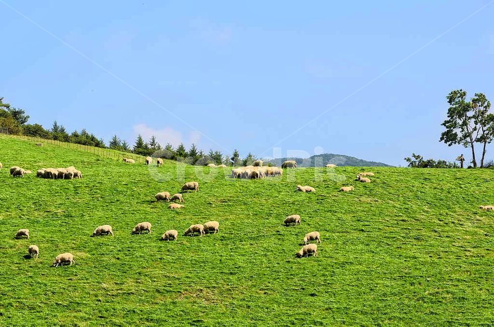 양,동물,자연,강원도,양떼,목장,들판,대관령,초원,목축업,목장,livestock farming,ranching,pasture
