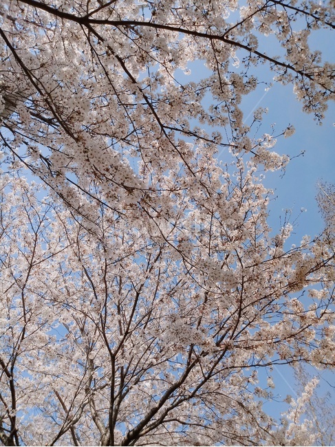 벚나무,벚꽃,꽃,봄,아름다운,따뜻한,맑은날씨,하늘,봄,계절,spring,season,plant,식물,blossom,flower,cherry blossom