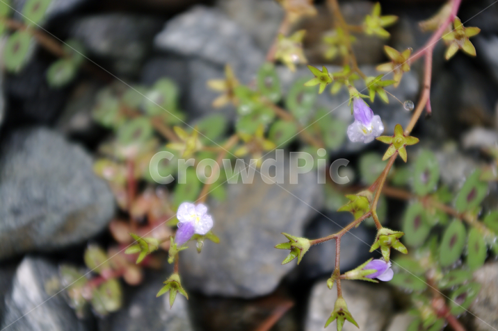 꽃,식물,flower,plant,자갈,풀,식물,자연,plants,nature,꽃,flower