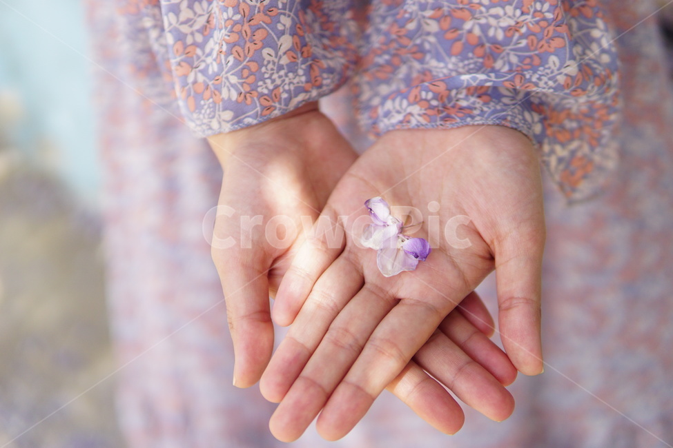 flower,꽃,blossom,등나무꽃,japanesswisteria