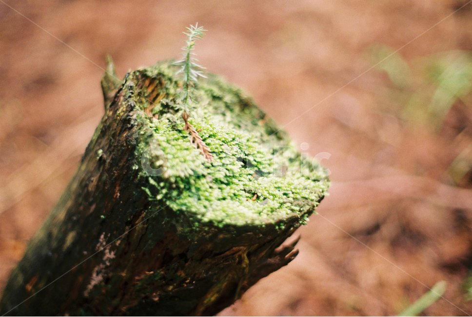 자연,나무,이끼,힐링,제주도,식물,자연,plants,nature,감성,sensible,feeling