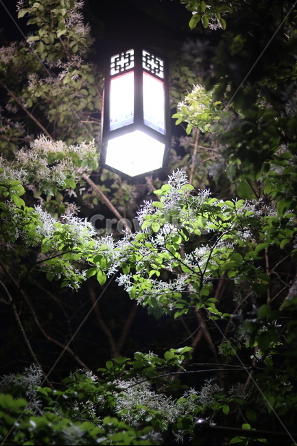 가로등,나무,빛,야경,따스함,야경,밤,풍경,nightscape,night,landscape,식물,자연,plants,nature,꽃,flower