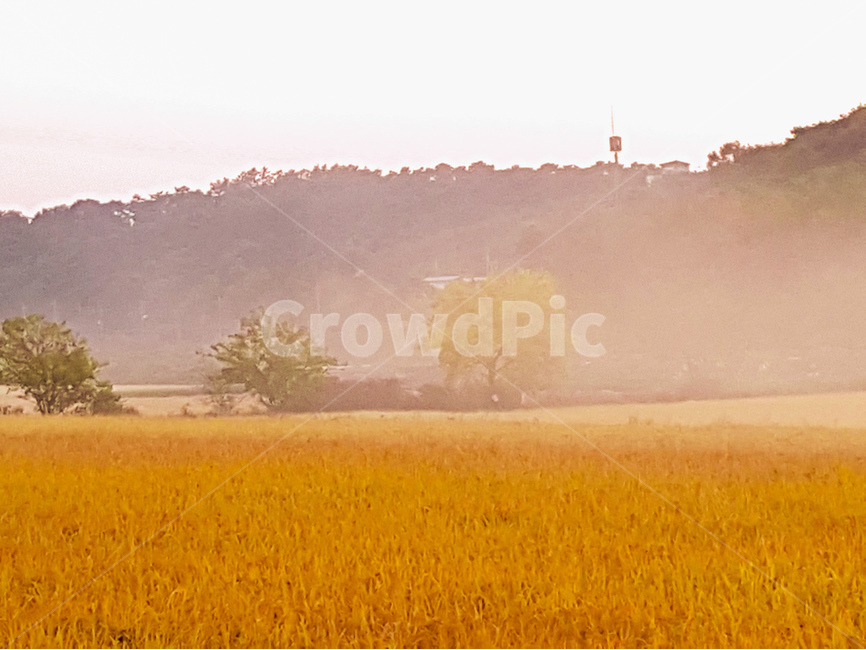 논,벼,풍경,가을,산,노랑,가을,계절,fall,autumn,season,자연,풍경,nature,landscape,한국자연풍경,한국자연경관,korea nature landscape,시골,마을,country,rural,town,산업,industry,industrial,농업,농사,agriculture,farming,farming industry,weather,날씨,outdoors,옥외,fog,안개