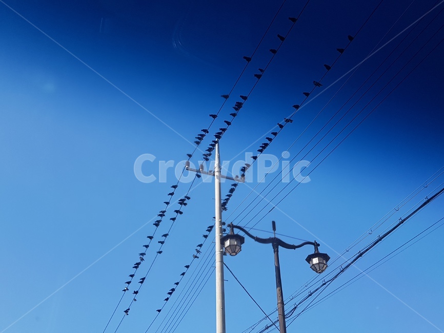 하늘,전깃줄,새,새무리,참새,까마귀,전선위새모습,새모습,푸른하늘,동물,animal,조류,새,birds