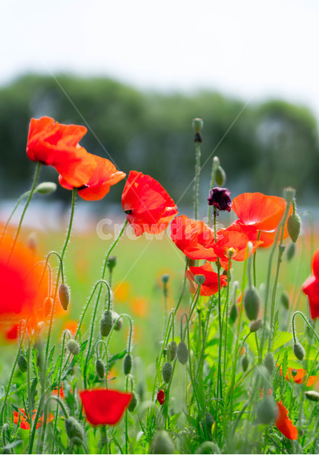 양귀비,양귀비꽃,6월,여름,물의정원,opiumpoppy,빨강,식물,자연,plants,nature,꽃,flower,경기도,남양주,green,red,식물,자연,plants,nature,꽃,flower