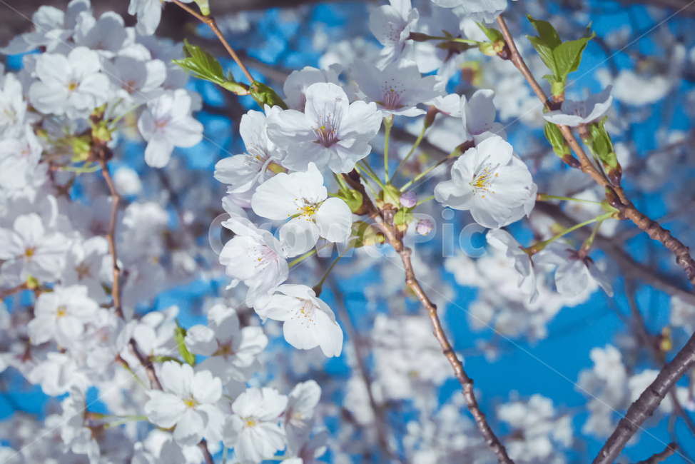 벚꽃,봄,나무,꽃,계절,나들이,봄꽃,피크닉,자연,배경,식물,시즌,하늘,plant,blossom,flower,cherryblossoms,picnic,spring,tree
