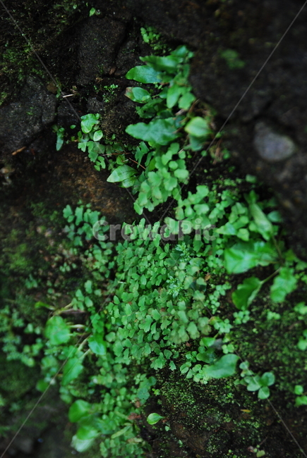 plant,식물,green,들풀,풀,흙,땅,생명,식물,자연,plants,nature