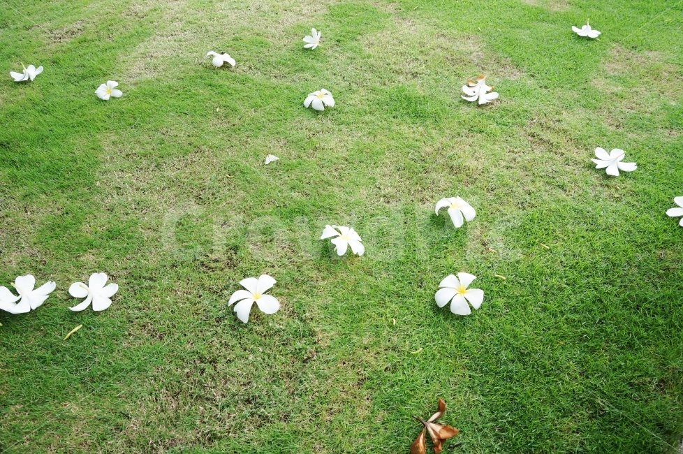 꽃,플라워,여행사진,풍경사진,베트남,식물,자연,plants,nature,꽃,flower