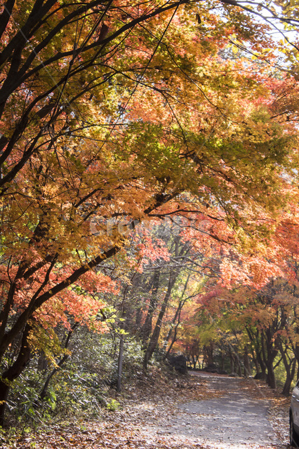 단풍,단풍잎,단풍나무,나무,식물,가을,자연,풍경,경치,숲길,산,가을,계절,fall,autumn,season,tree,plant,maple