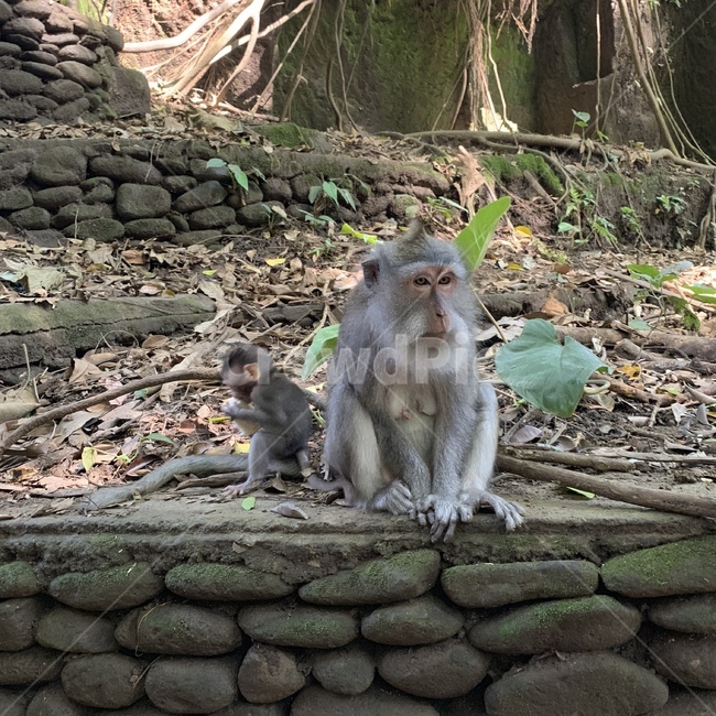 원숭이,몽키,자연,공원,밀림,정글,동물,animal,포유류,mammal