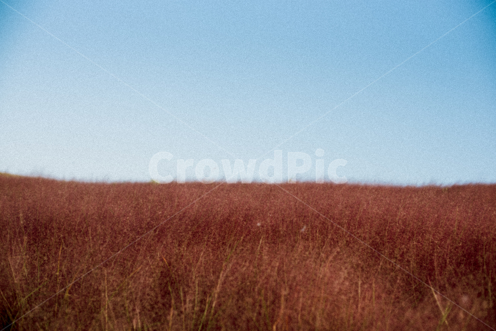 nature,자연,가을,핑크뮬리,하늘,sky,가을,계절,fall,autumn,season,식물,자연,plants,nature,field,들,grassland,목초지,outdoors,옥외