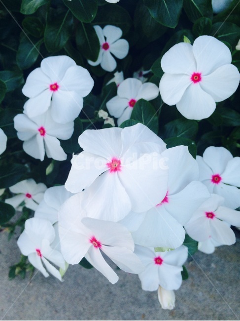 자연,식물,꽃,정원,풀,flower,white,pink,green,nature