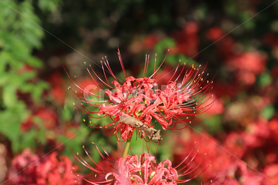 꽃무릇,꽃,자연,식물,잠자리,식물,자연,plants,nature,꽃,flower